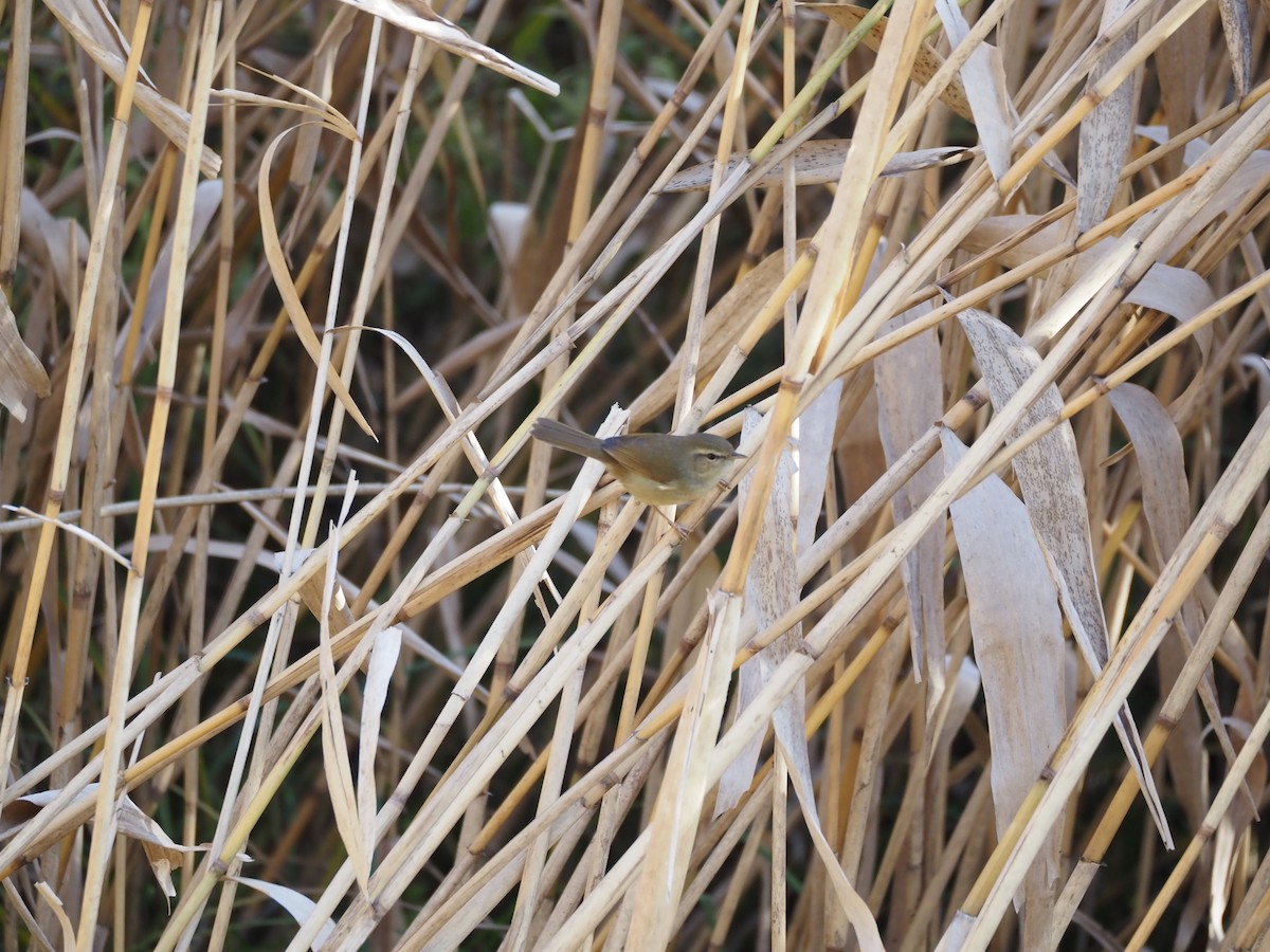 Japanseidensänger - ML646028339