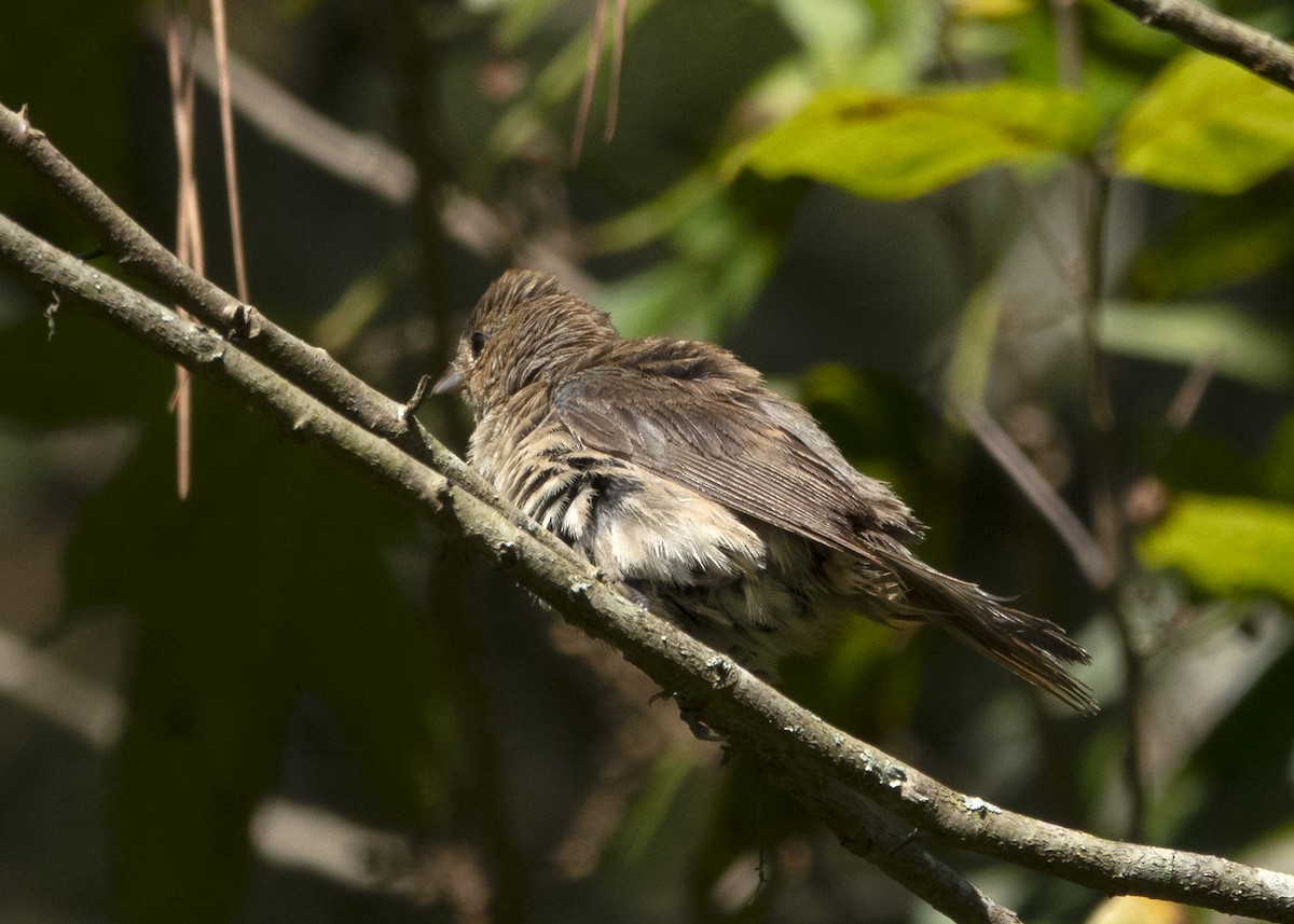 Indigo Bunting - ML646028340