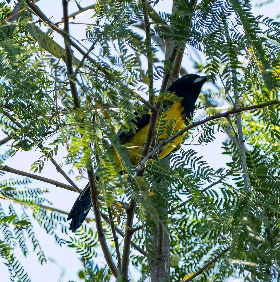 Audubon's Oriole - ML646028341