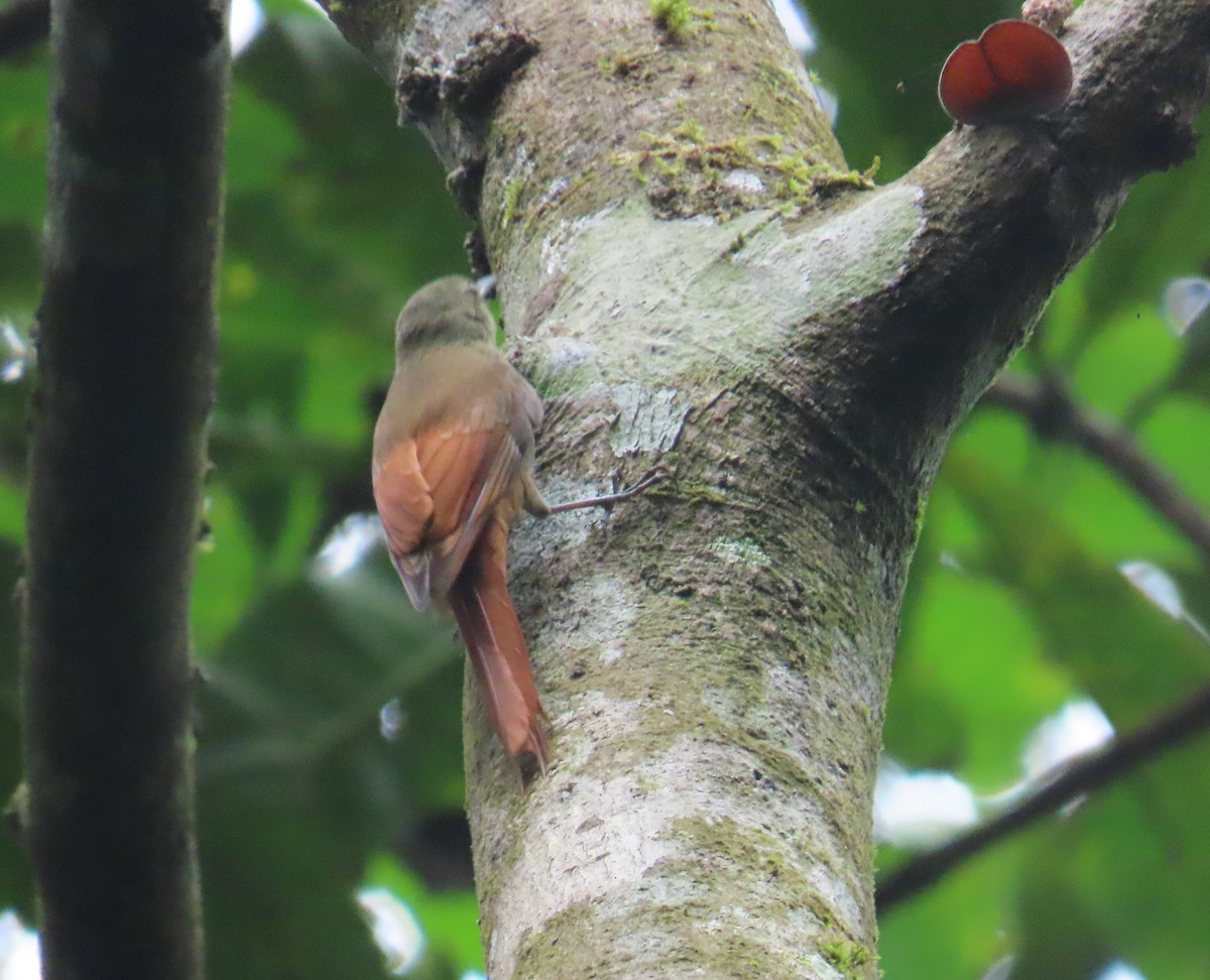 Olivaceous Woodcreeper - ML646028344