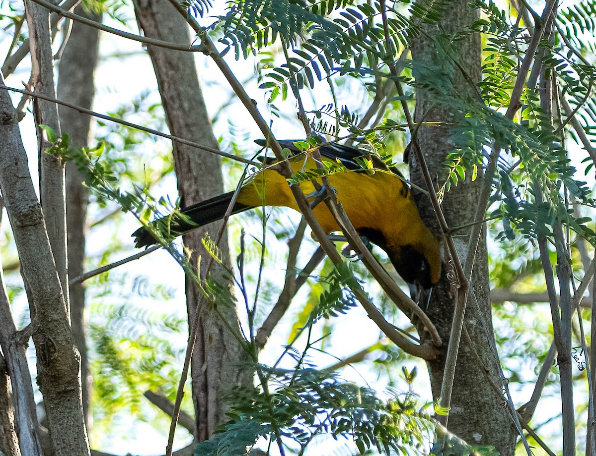 Altamira x Audubon's Oriole (hybrid) - ML646028354