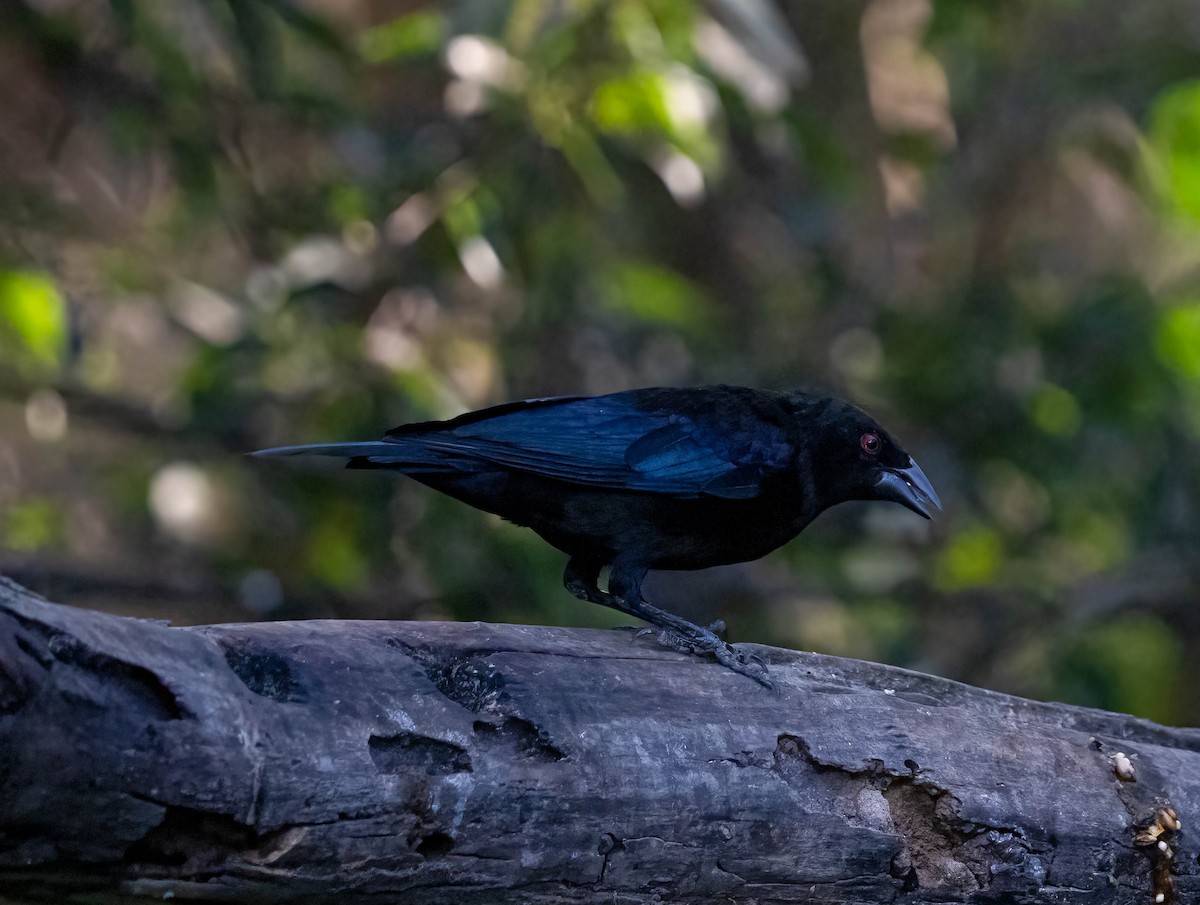 Красноглазый трупиал - ML646028372