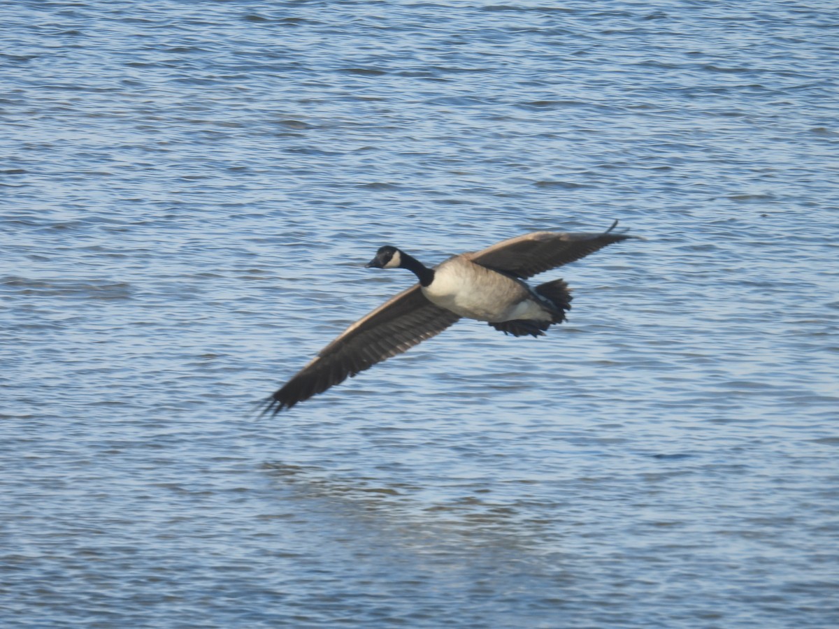 Kanadagans - ML646028374