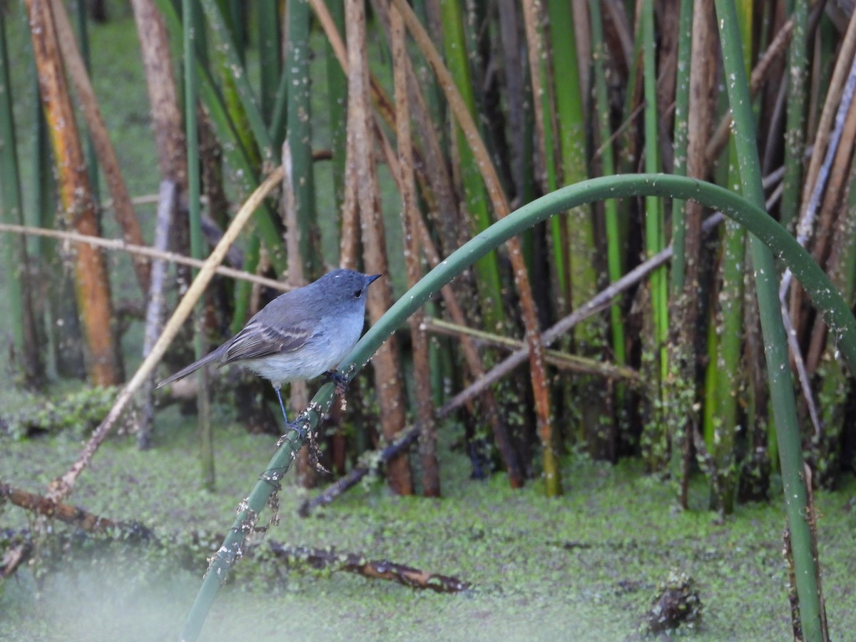 Sooty Tyrannulet - ML646028381