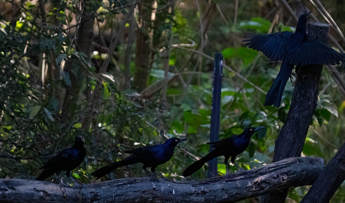 Great-tailed Grackle - ML646028384