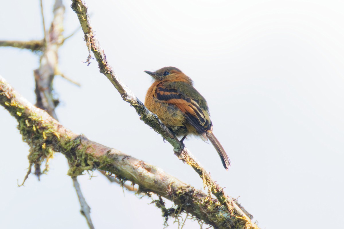 Cinnamon Flycatcher (Andean) - ML646028385