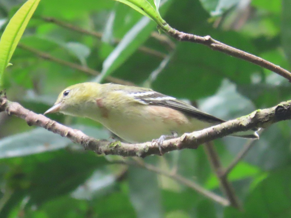 Пісняр-лісовик каштановий - ML646028387