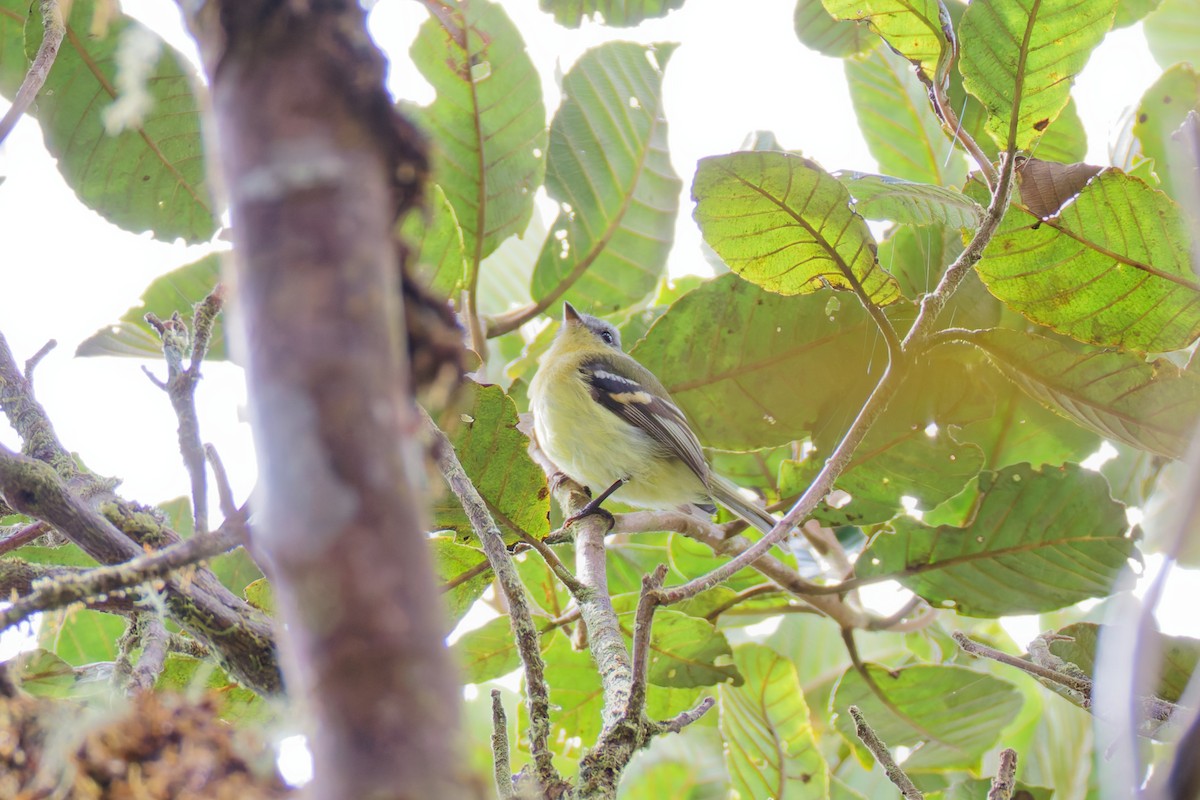 Handsome Flycatcher - ML646028389