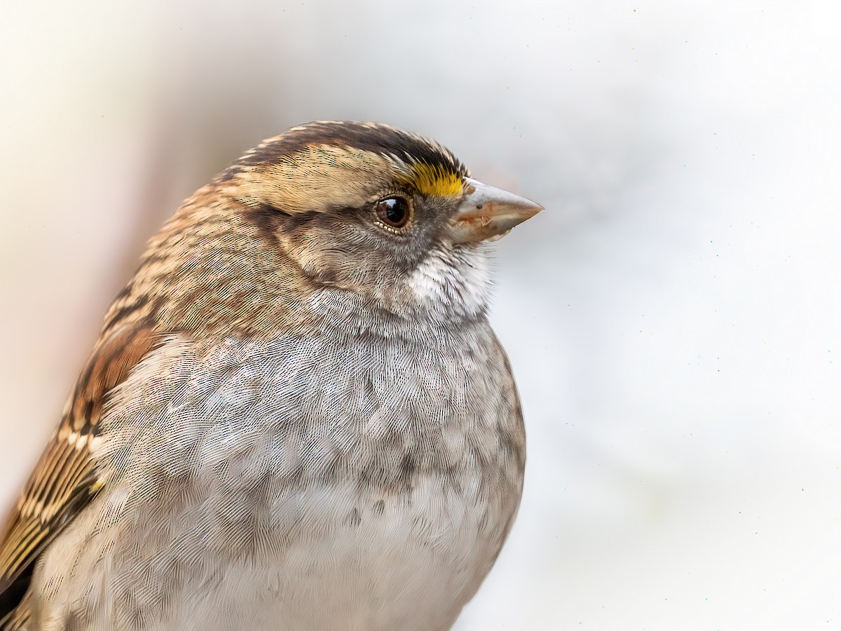 White-throated Sparrow - ML646028395