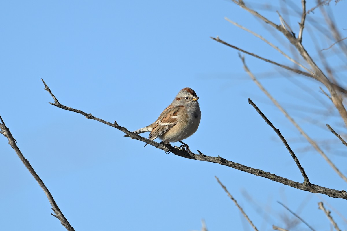 American Tree Sparrow - ML646028396