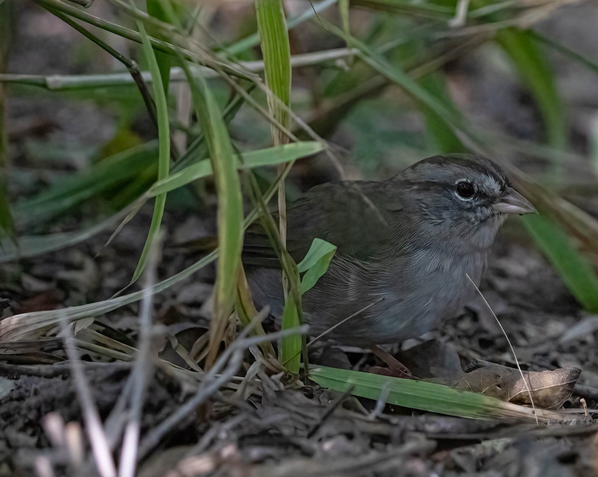 Olive Sparrow - ML646028397