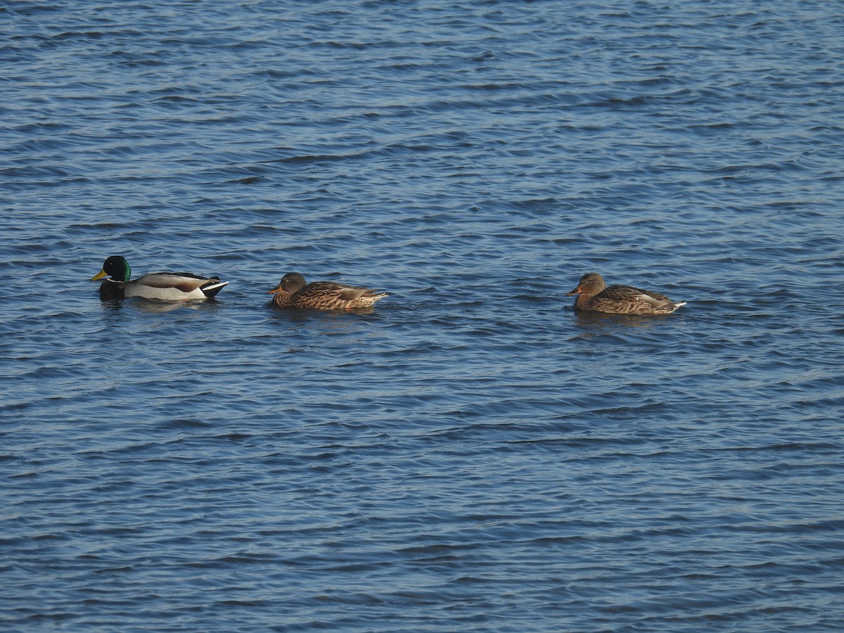 Mallard - ML646028398