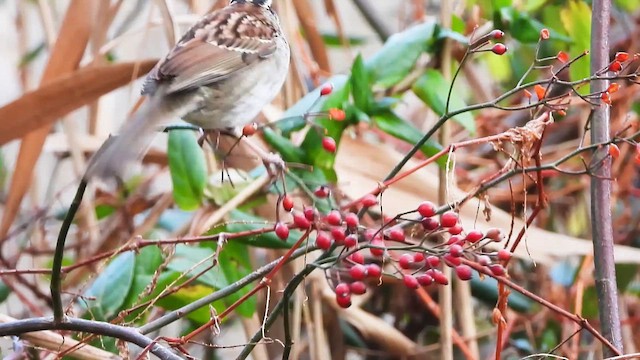 White-throated Sparrow - ML646028399