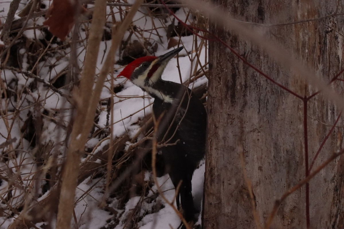 Жовна північна - ML646028404