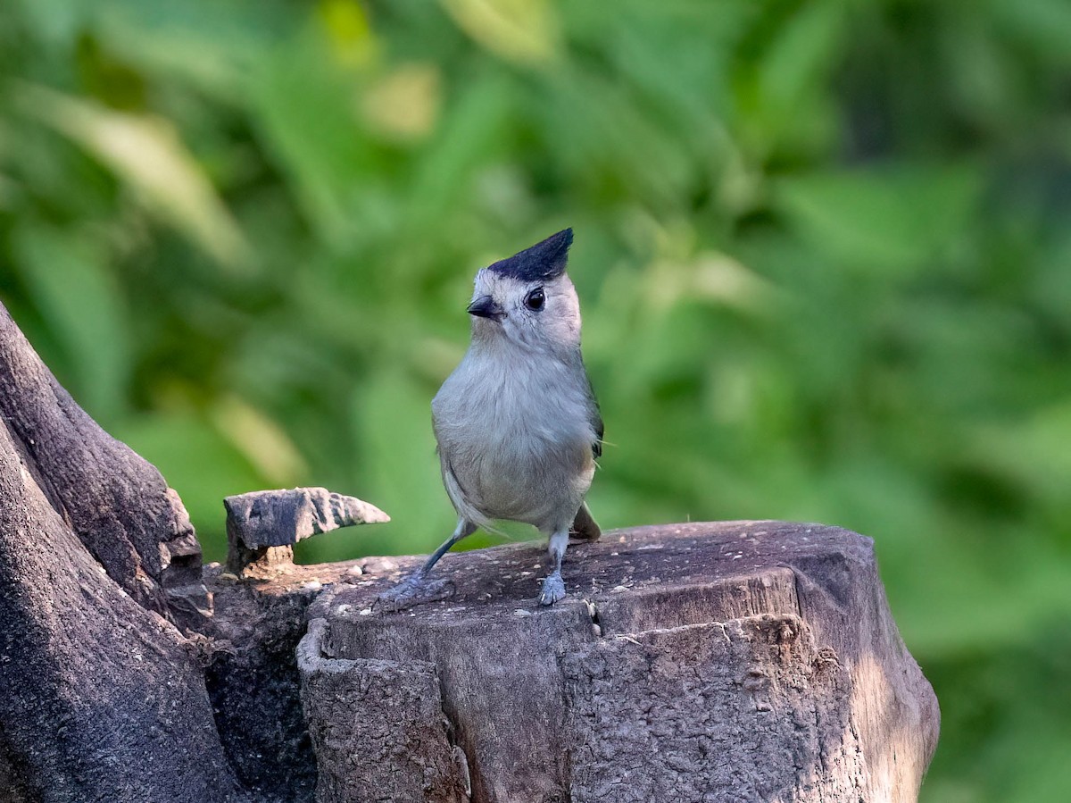 Black-crested Titmouse - ML646028407
