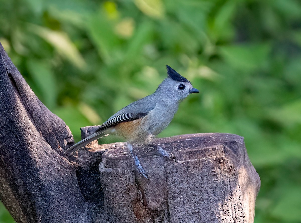 Black-crested Titmouse - ML646028408