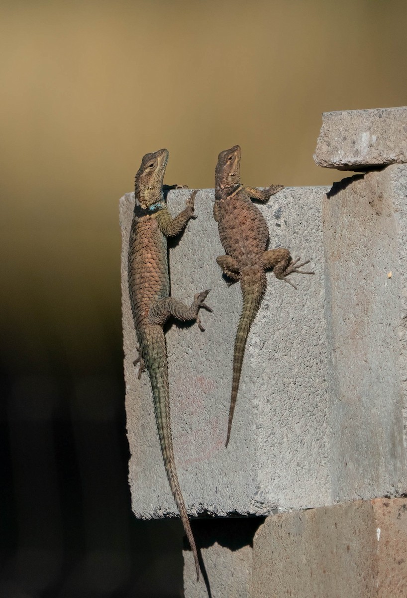 Blue Spiny Lizard - ML646028414