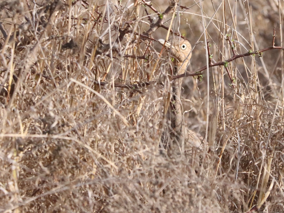 Buff-crested Bustard - ML646028425