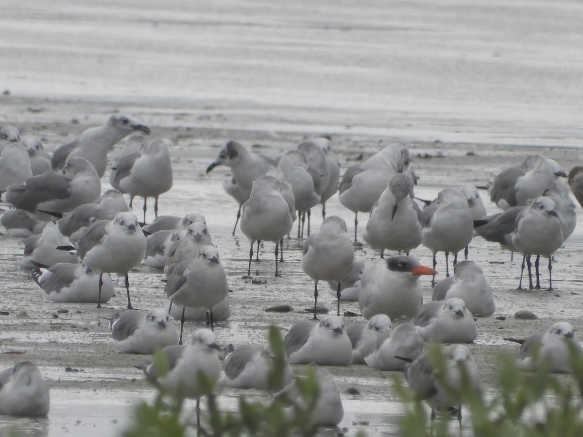 Caspian Tern - ML646028426