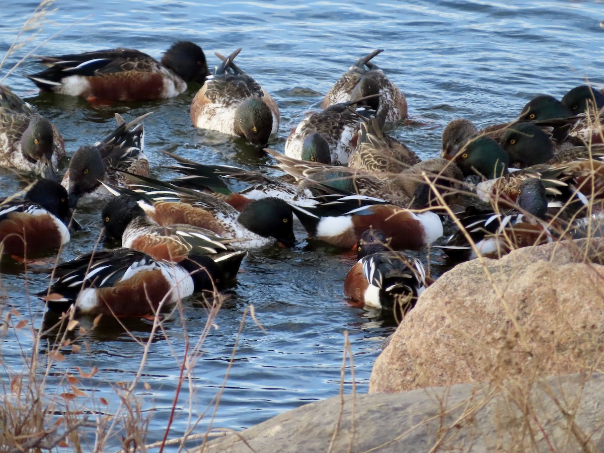 Kaşıkgaga - ML646028427