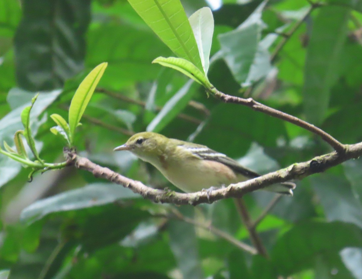 Пісняр-лісовик каштановий - ML646028429