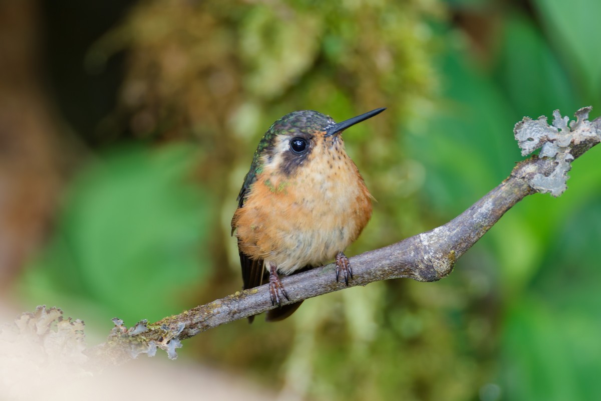 Speckled Hummingbird (melanogenys Group) - ML646028430