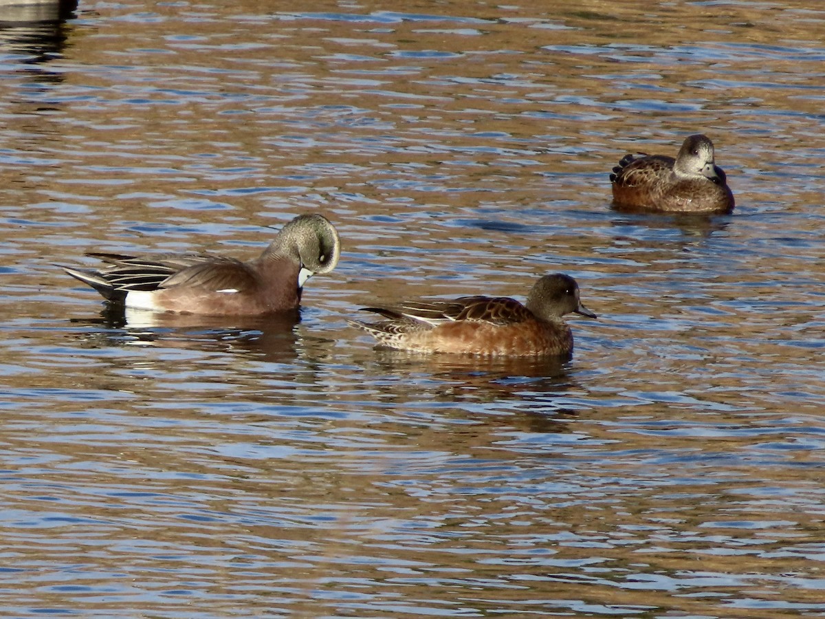 葡萄胸鴨 - ML646028434