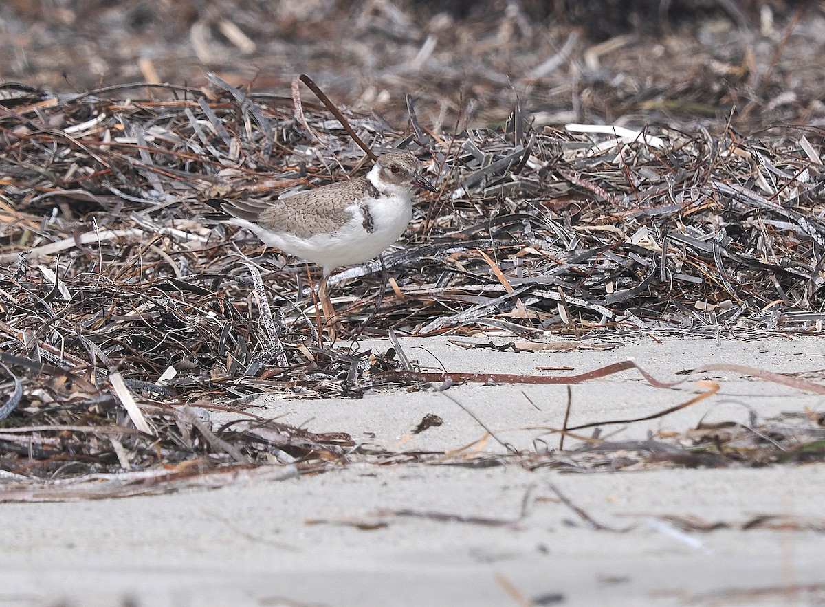 Hooded Plover - ML646028435