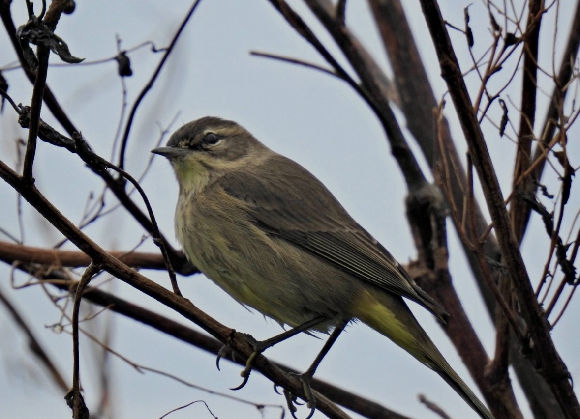 lesňáček bažinný - ML646028436