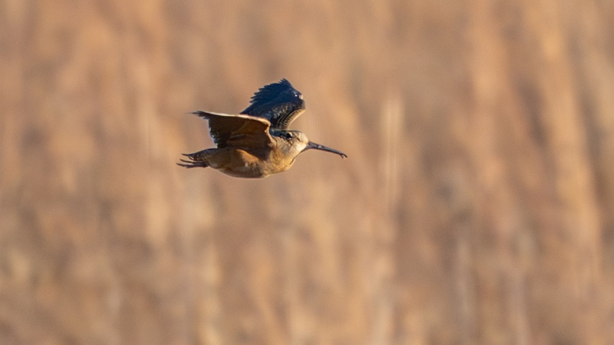 American Woodcock - ML646028437