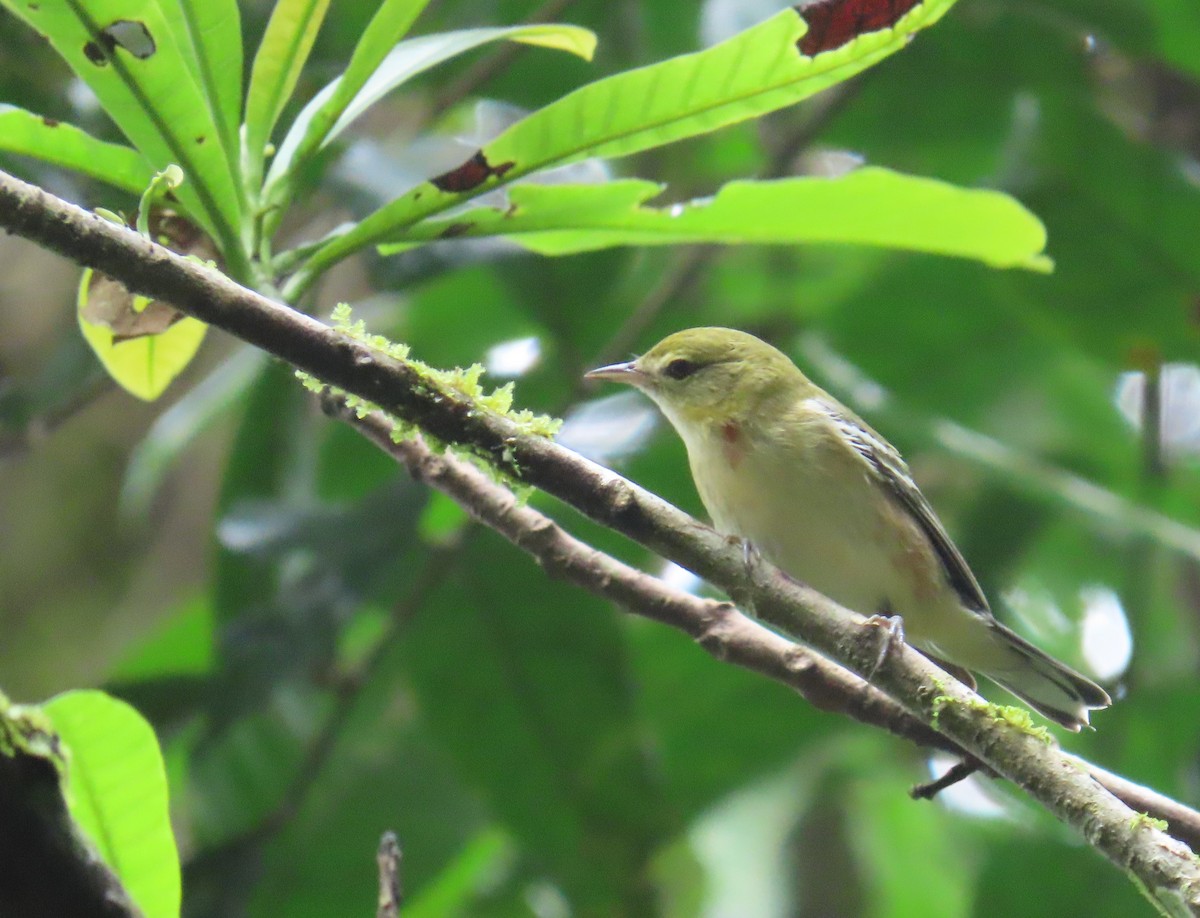 Пісняр-лісовик каштановий - ML646028440
