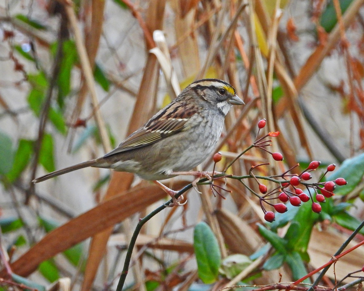 White-throated Sparrow - ML646028441