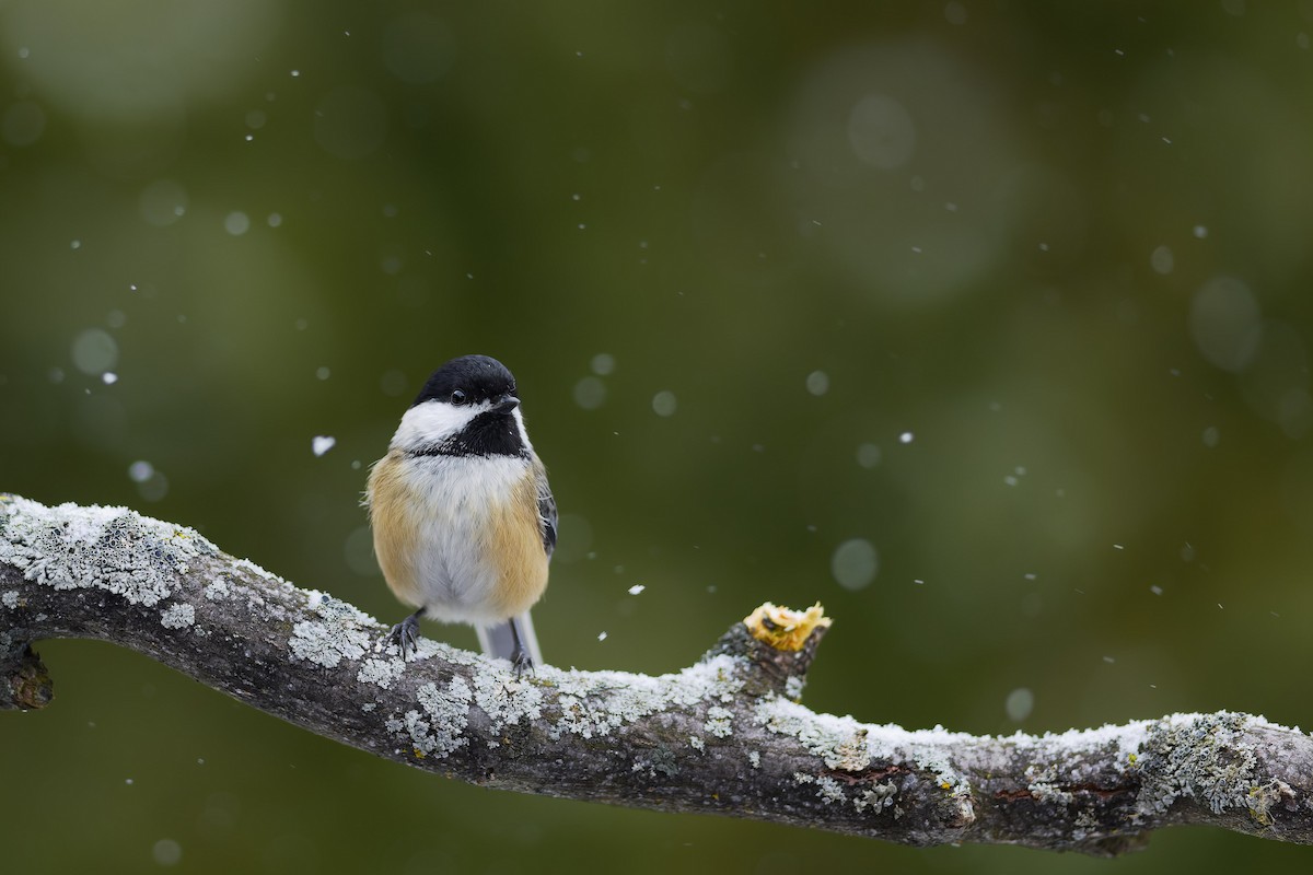 Black-capped Chickadee - ML646028442