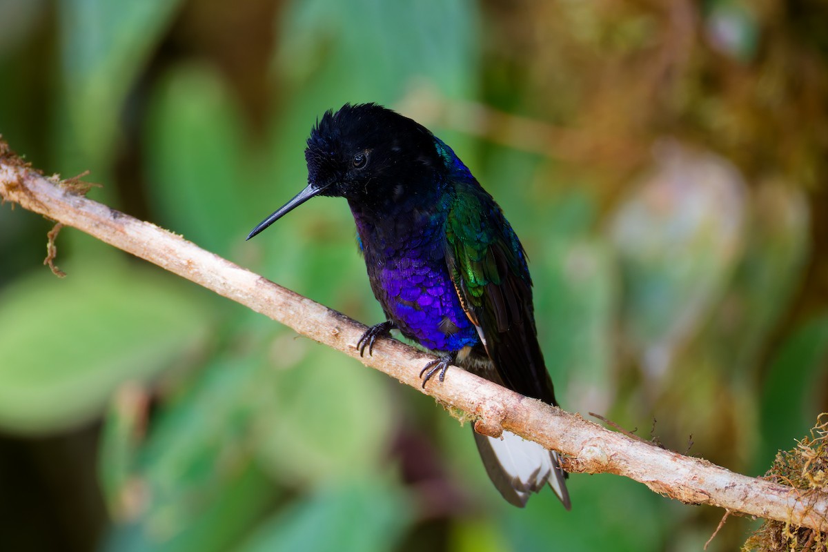 Velvet-purple Coronet - ML646028448