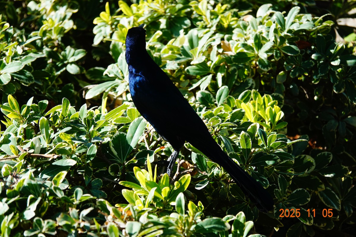 Great-tailed Grackle - ML646028449