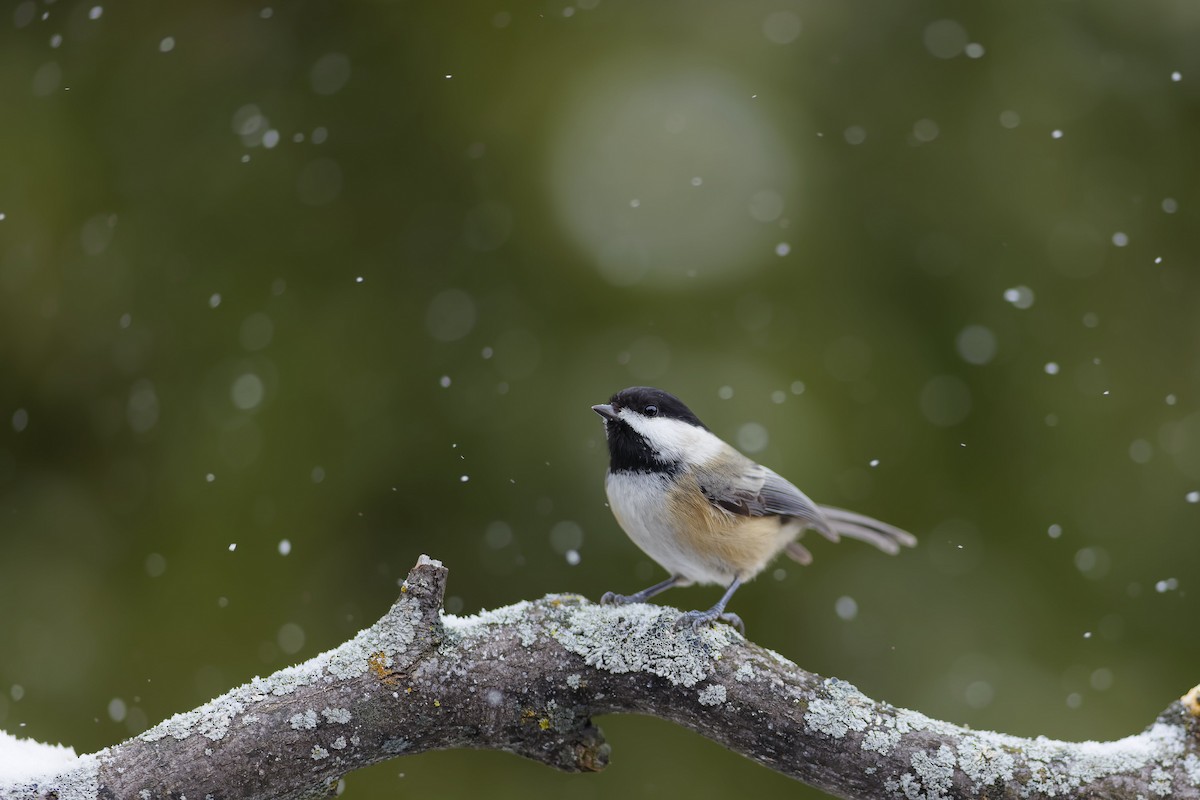 Black-capped Chickadee - ML646028451
