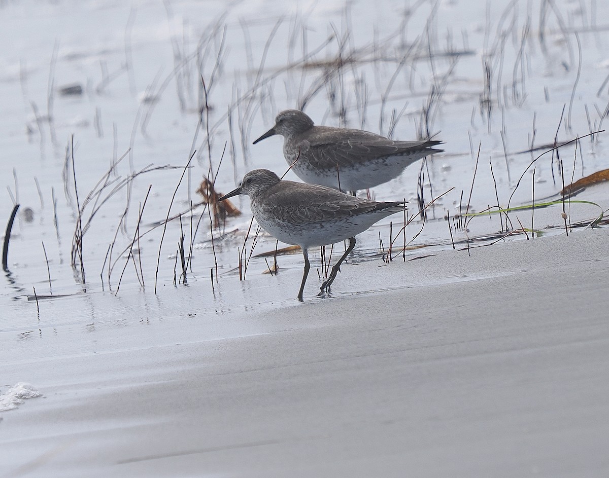 jespák rezavý - ML646028452