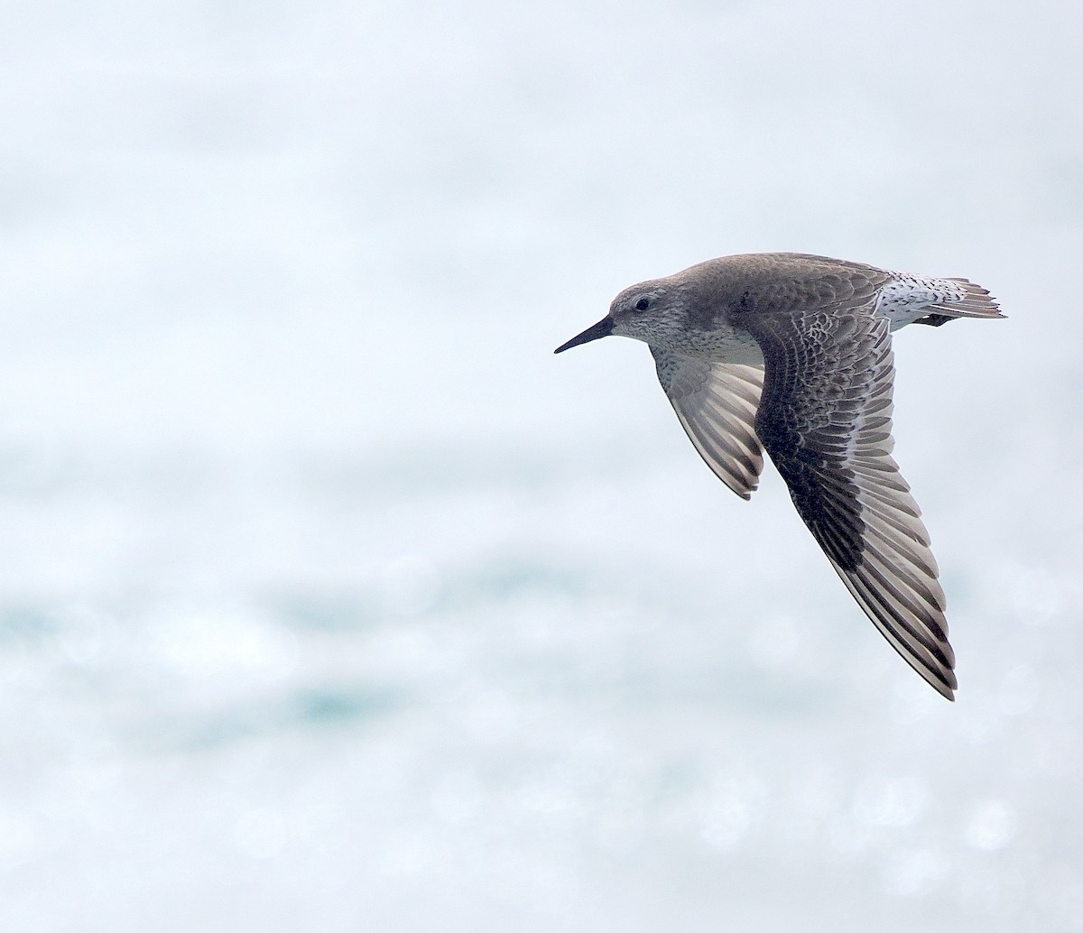 jespák rezavý - ML646028453