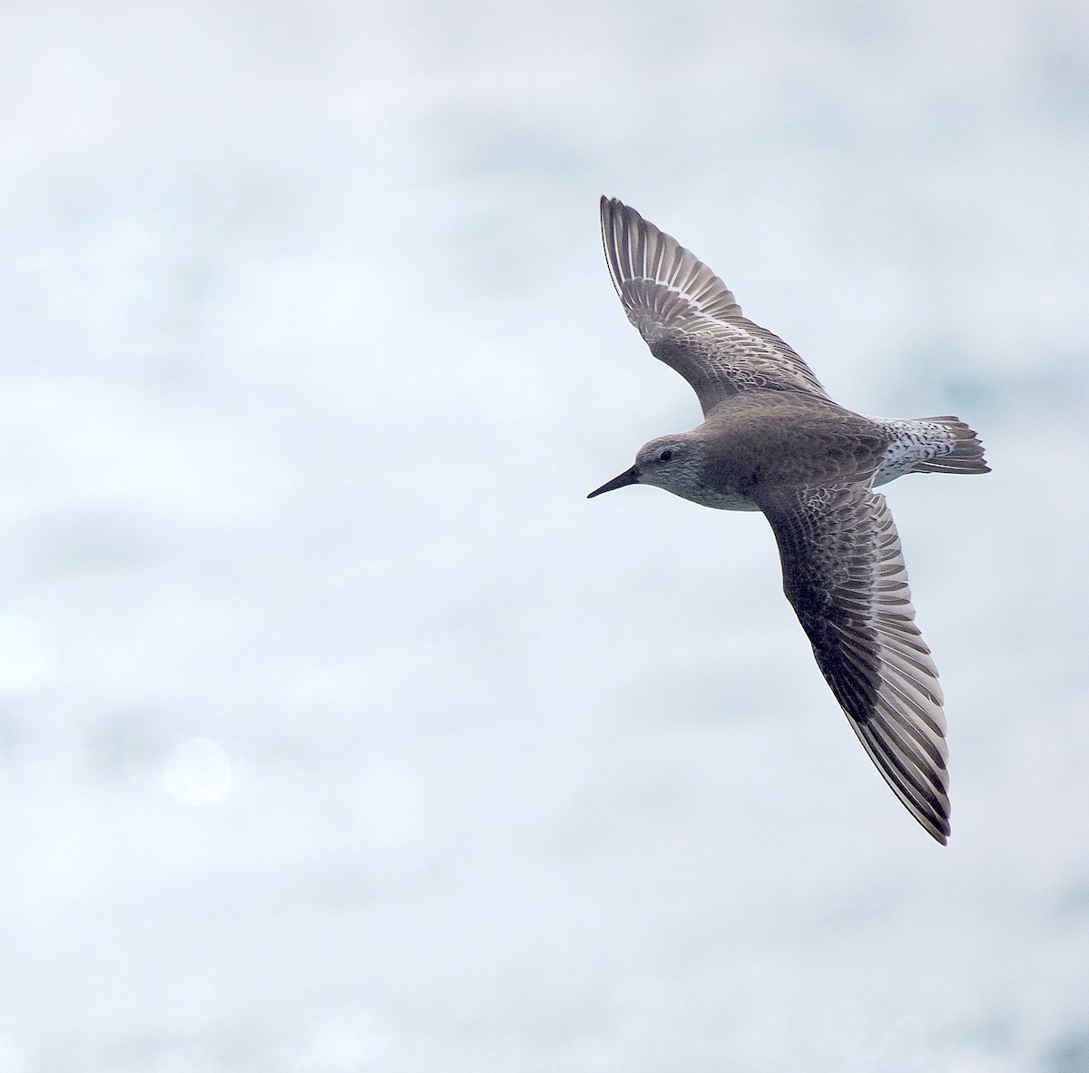 jespák rezavý - ML646028454