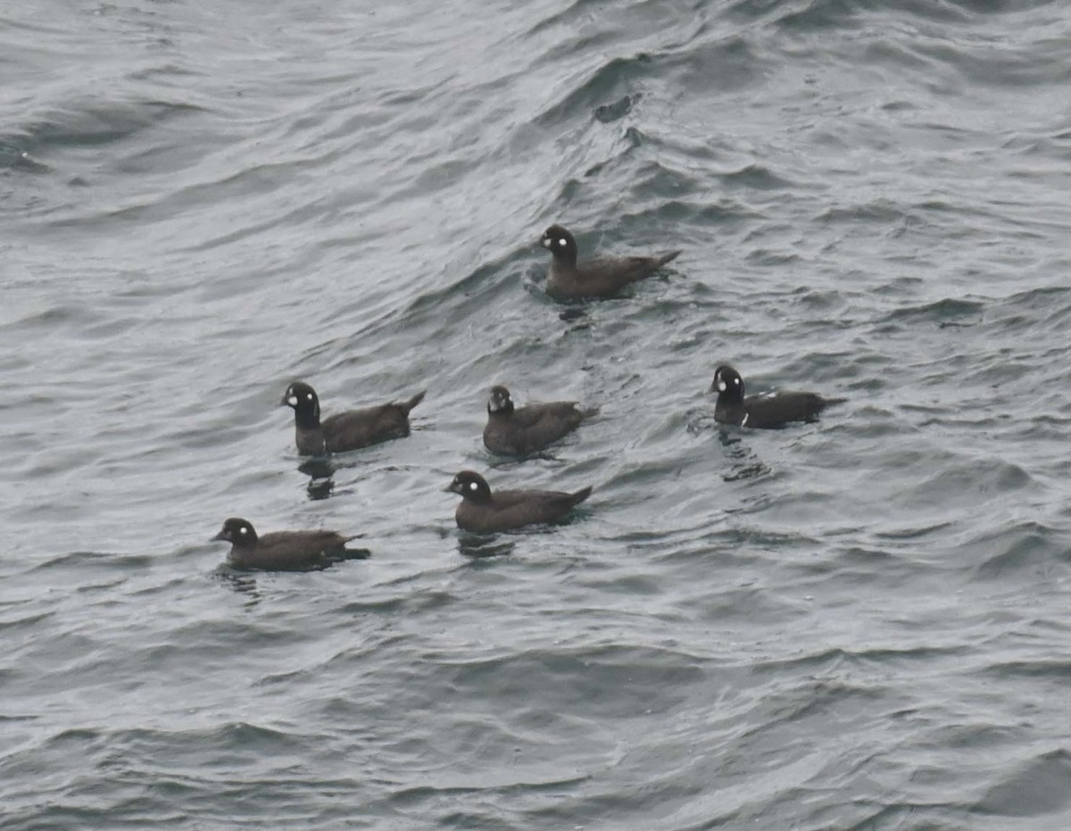 Harlequin Duck - ML646028456