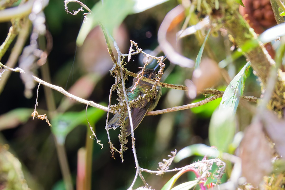Brown Inca - ML646028457