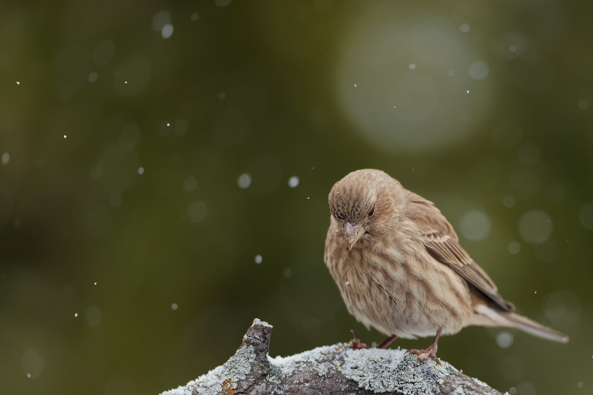 House Finch - ML646028458