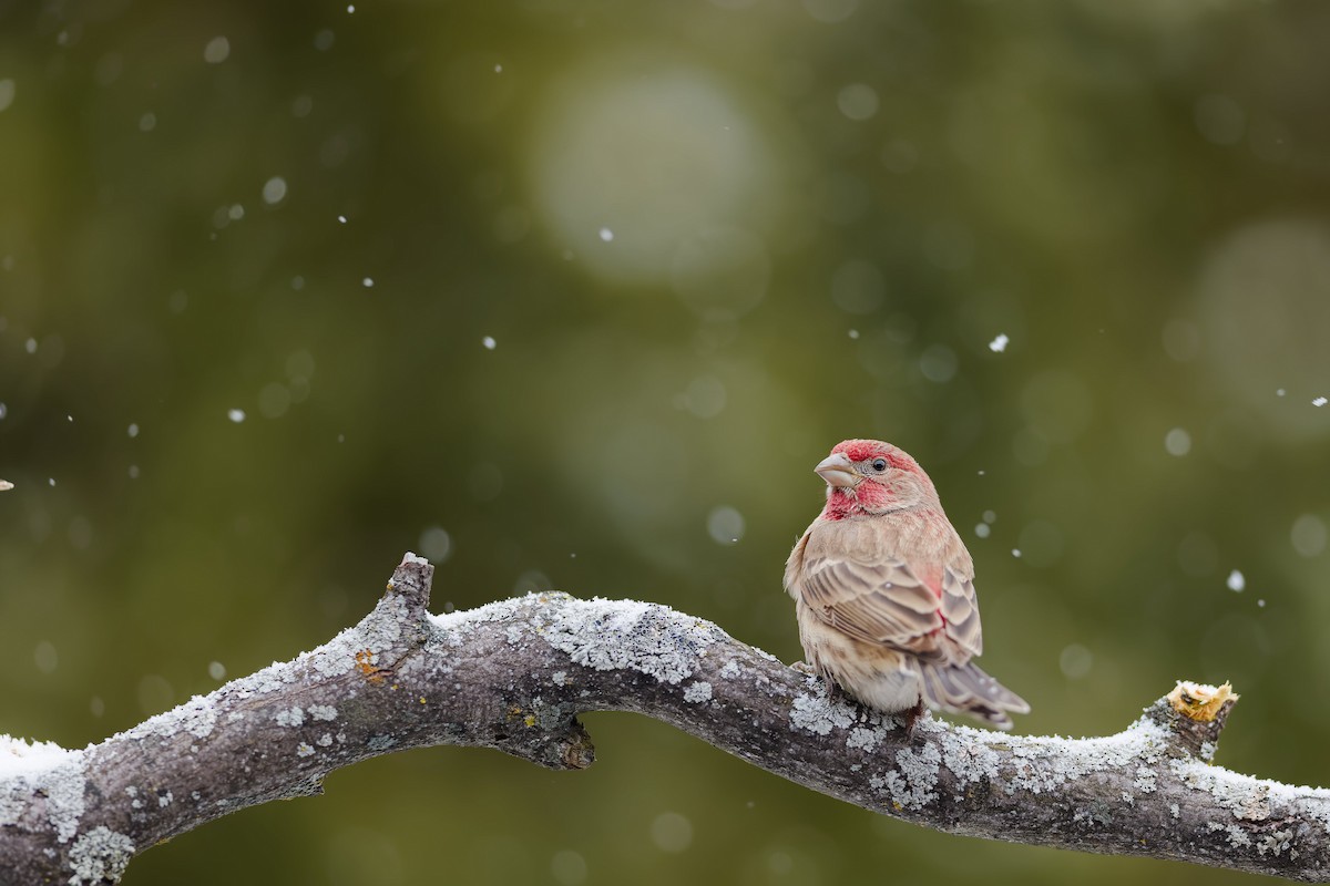 House Finch - ML646028459