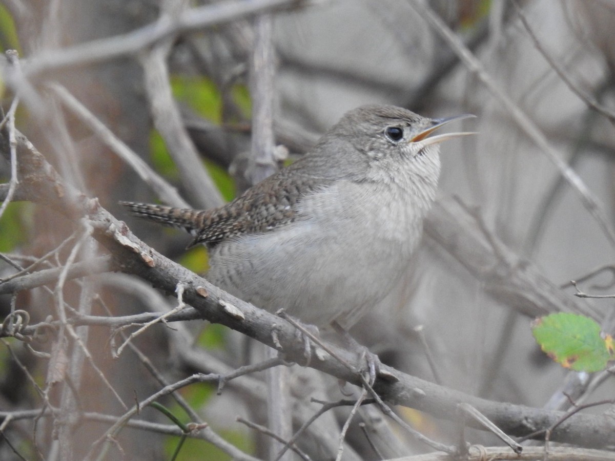 střízlík zahradní - ML646028460