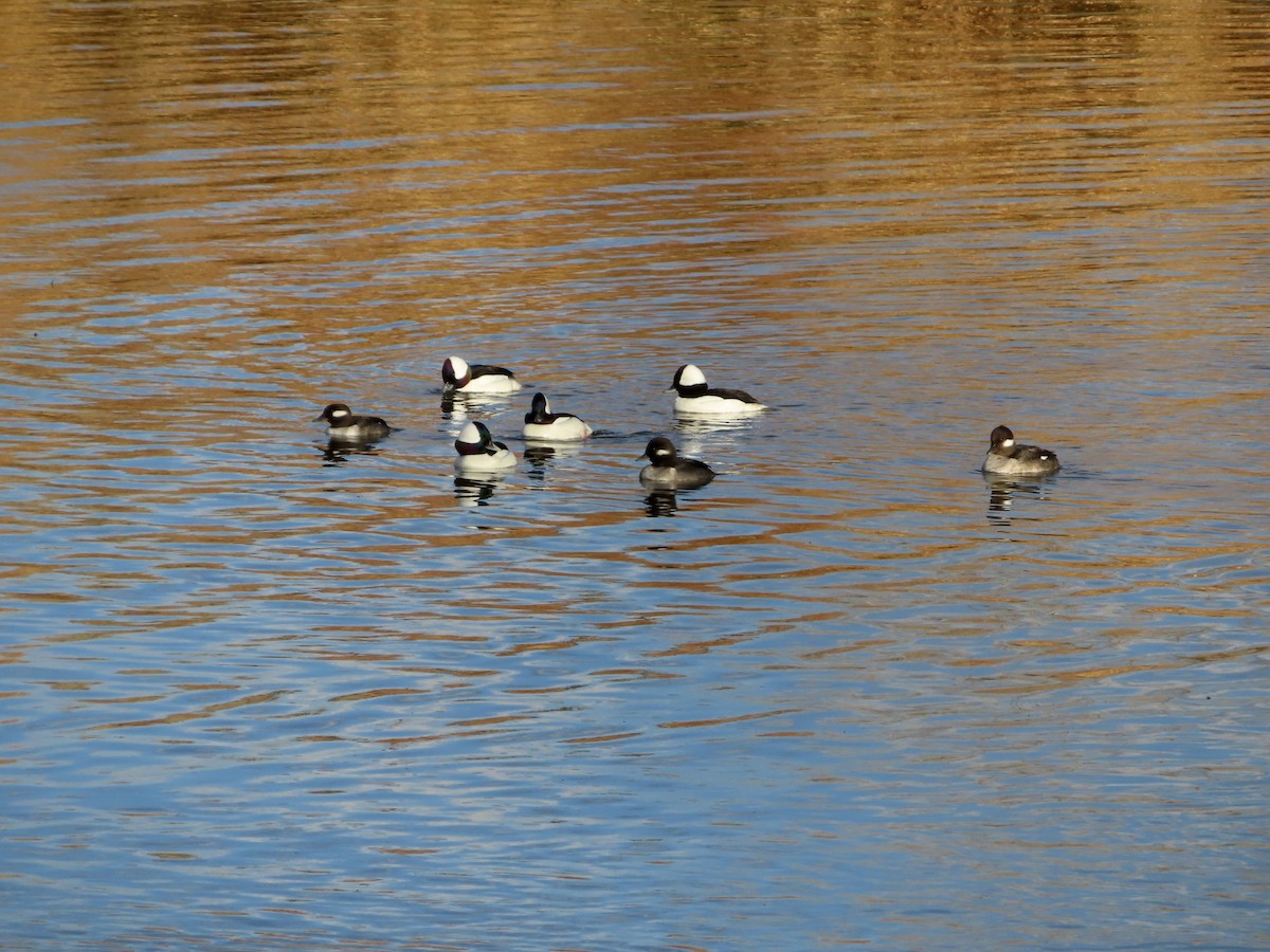 Bufflehead - ML646028462