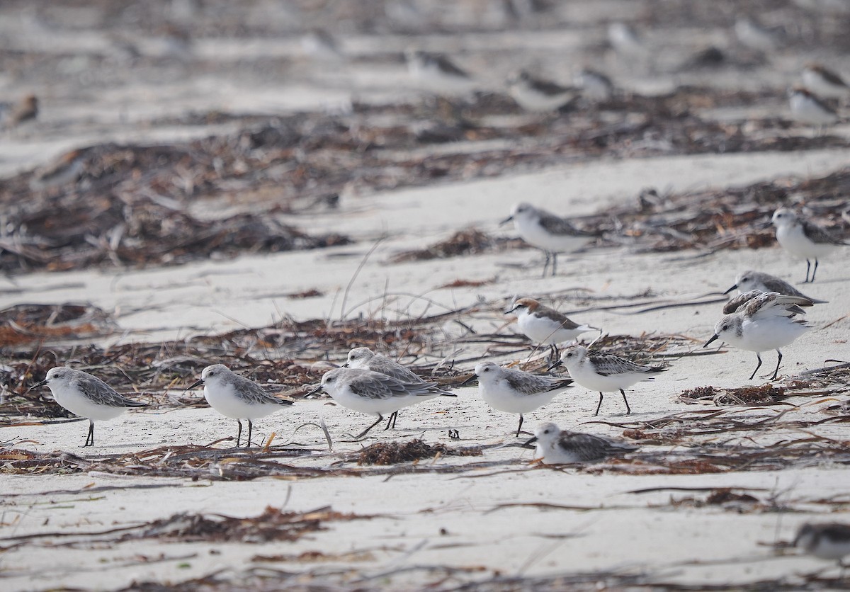 Песчанка - ML646028463