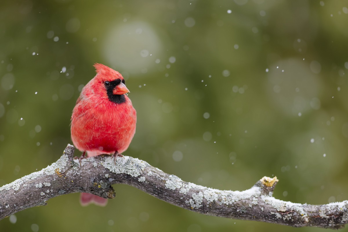 Northern Cardinal - ML646028464