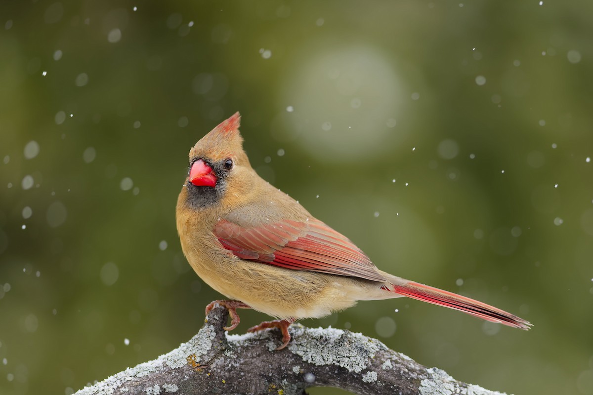 Northern Cardinal - ML646028465