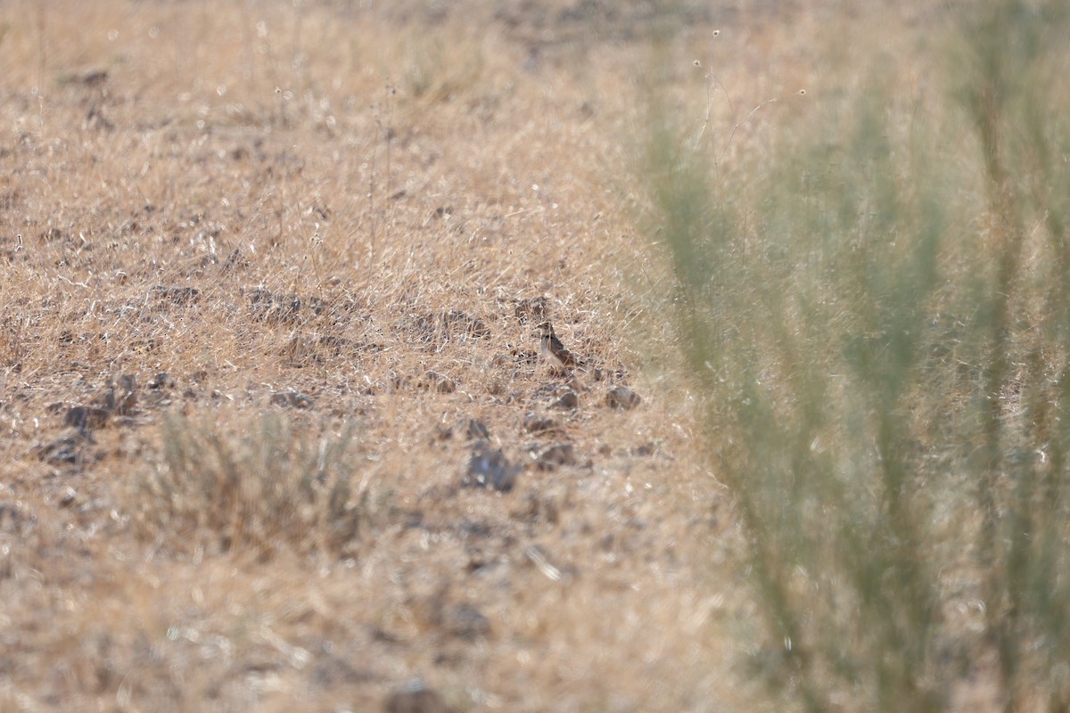 עפרוני ענק - ML646028467