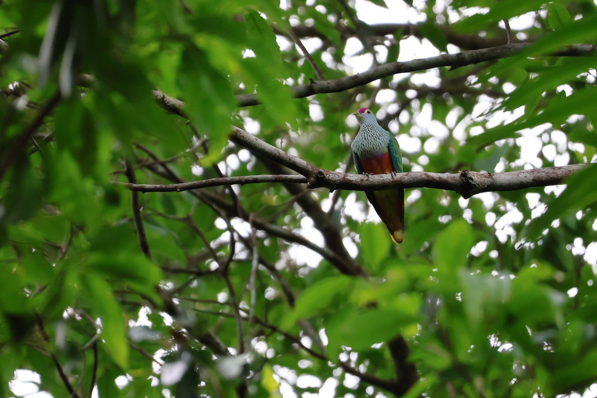 ベニビタイヒメアオバト - ML646028487